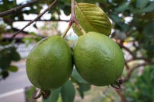 Benefits of eating guava in kidney disease